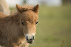 Mini Shetland Pony foal