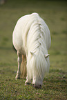 Mini Shetland Pony in summer