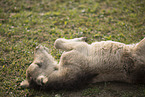 Mini Shetland Pony foal