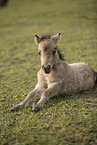 Mini Shetland Pony foal
