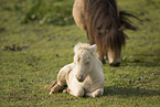 Mini Shetland Ponies
