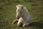 Mini Shetland Pony foal