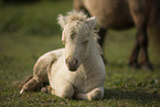 Mini Shetland Pony foal