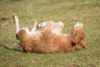 Mini Shetland Pony foal