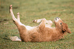 Mini Shetland Pony foal