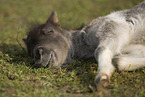 Mini Shetland Pony foal