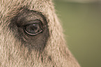 Mini Shetland Pony foal