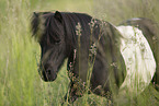 Mini Shetland Pony in summer