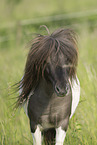 Mini Shetland Pony in summer