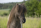 Mini Shetland Pony in summer