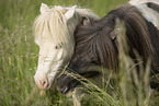 2 Mini Shetland Ponies