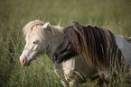 2 Mini Shetland Ponies