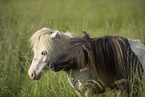 2 Mini Shetland Ponies