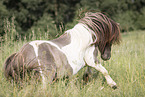 Mini Shetland Pony in summer