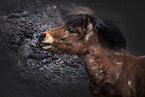 Mini Shetland Pony