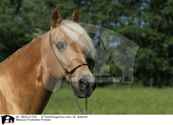 Missouri Foxtrotter Portrait / Missouri Foxtrotter Portrait / BES-01724