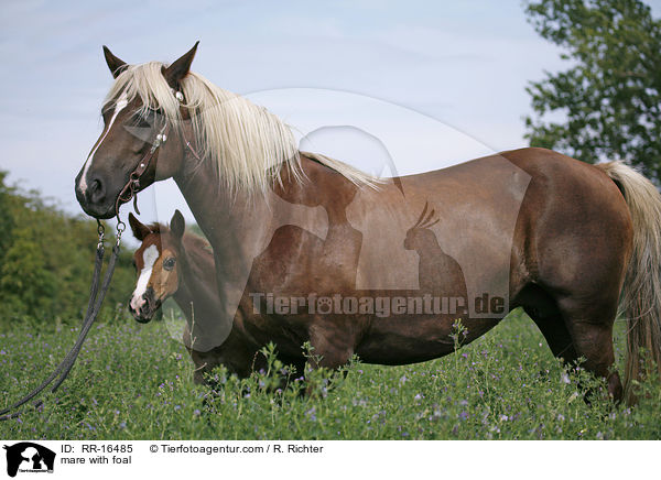 mare with foal / RR-16485