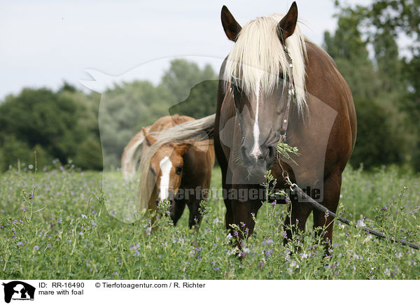 mare with foal / RR-16490