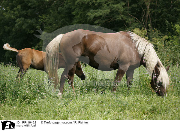 mare with foal / RR-16492