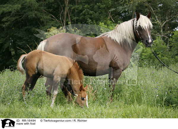 mare with foal / RR-16494