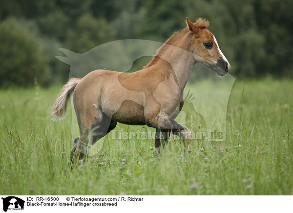 Schwarzwlder-Haflinger / Black-Forest-Horse-Haflinger crossbreed / RR-16500