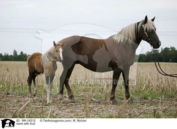 mare with foal / RR-16512