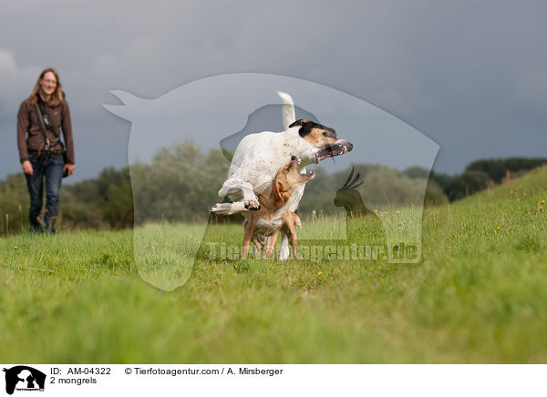 2 Mischlinge / 2 mongrels / AM-04322