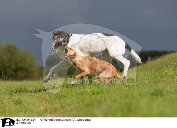 2 mongrels / AM-04324