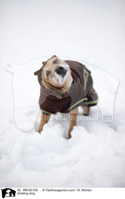 Hund schttelt sich / shaking dog / RR-50159