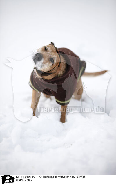 Hund schttelt sich / shaking dog / RR-50160