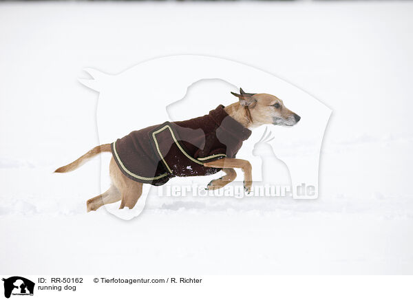rennender Hund / running dog / RR-50162