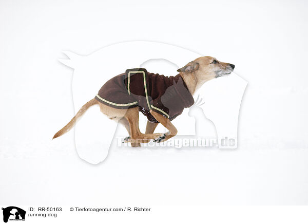 rennender Hund / running dog / RR-50163