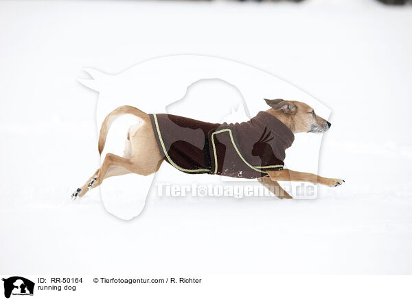 rennender Hund / running dog / RR-50164