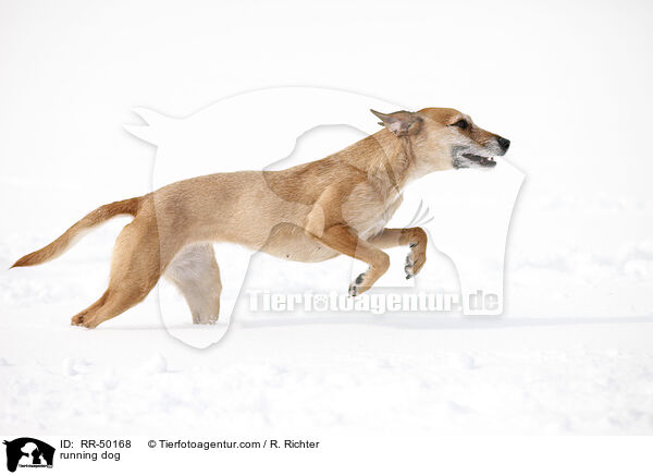 running dog / RR-50168