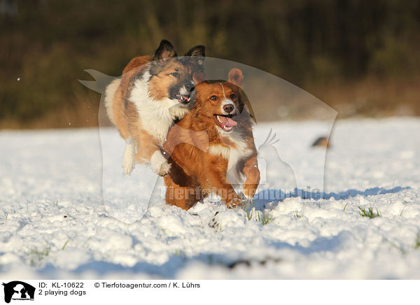 2 playing dogs / KL-10622
