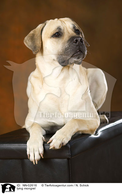 liegender Mischling / lying mongrel / NN-02616