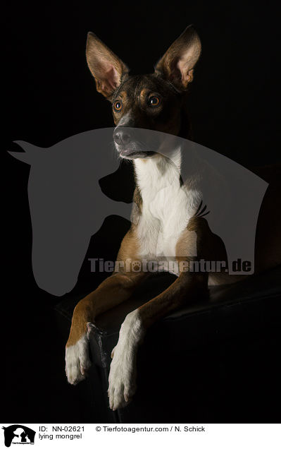 liegender Mischling / lying mongrel / NN-02621