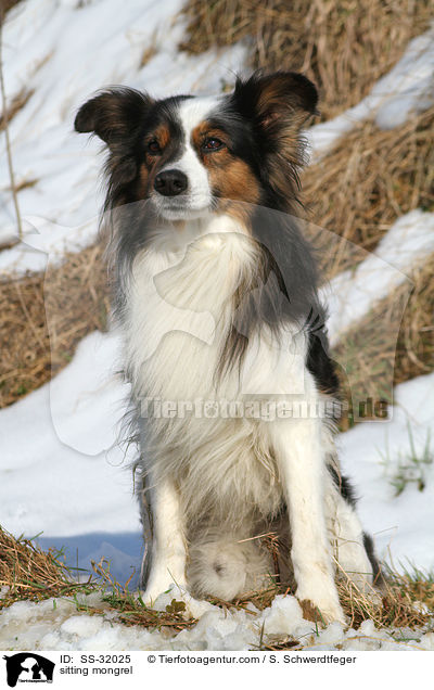 sitzender Mischling / sitting mongrel / SS-32025