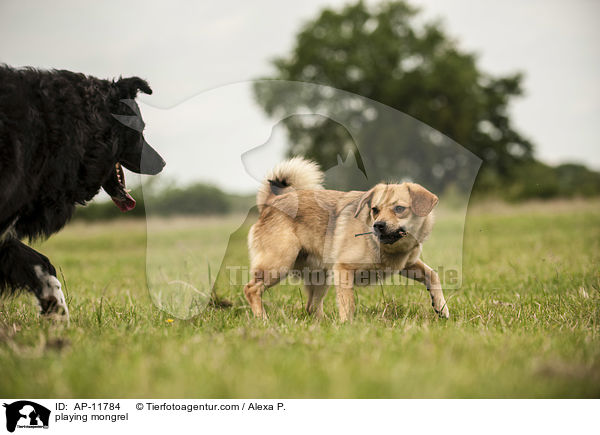playing mongrel / AP-11784