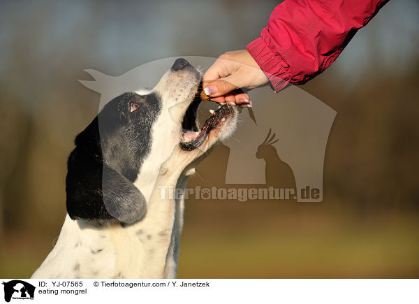 fressender Mischling / eating mongrel / YJ-07565
