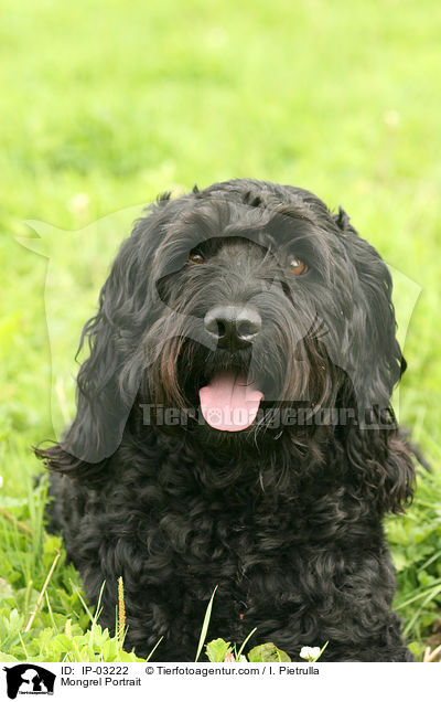 Mischling Portrait / Mongrel Portrait / IP-03222