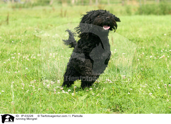rennender Mischling / running Mongrel / IP-03226