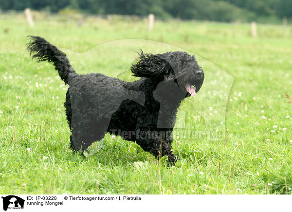 rennender Mischling / running Mongrel / IP-03228