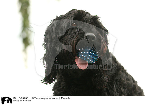 Mischling Portrait / Mongrel Portrait / IP-03235