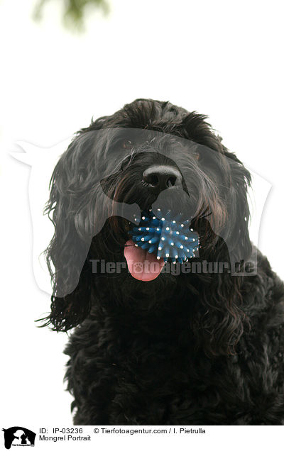 Mischling Portrait / Mongrel Portrait / IP-03236