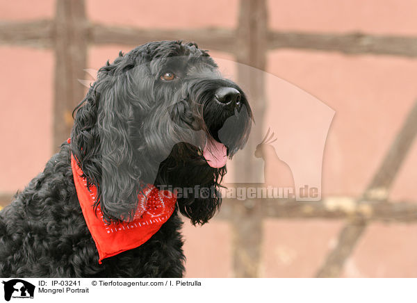 Mischling Portrait / Mongrel Portrait / IP-03241