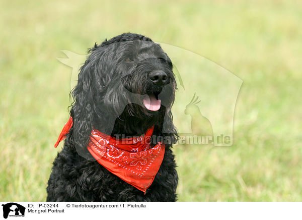 Mischling Portrait / Mongrel Portrait / IP-03244