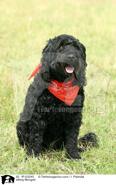 sitzender Mischling / sitting Mongrel / IP-03245