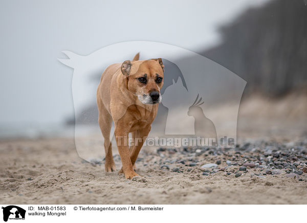 laufender Mischling / walking Mongrel / MAB-01583