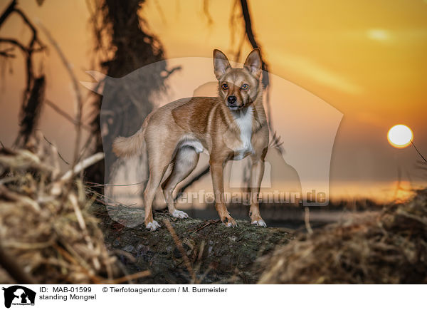 stehender Mischling / standing Mongrel / MAB-01599